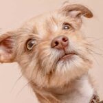 Animal Nation Are Strugling To Save Their Wildlife