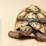 African Nation Are Strugling To Save Their Wildlife African Nation Are Strugling To Save Their Wildlife