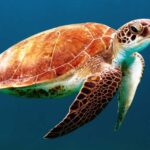 African Nation Are Strugling To Save Their Wildlife Two