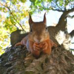 African Nation Are Strugling To Save Their Wildlife African Nation Are Strugling To Save Their Wildlife