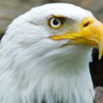 African Nation Are Strugling To Save Their Wildlife