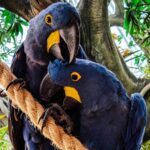 Painted Wolves Caught on Camera Hunting Baboons for the First Time Painted Wolves Caught on Camera Hunting Baboons for the First Time