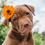 Habitat Fragmentation Causes Inbreeding in California Cougars