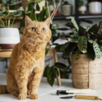 Iguana with Back Fangs Spotted for the First Time in Two Decades