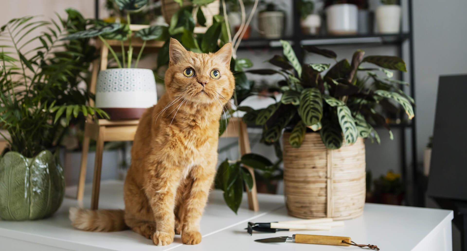 Iguana with Back Fangs Spotted for the First Time in Two Decades Iguana with Back Fangs Spotted for the First Time in Two Decades