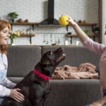 Thousands of Female Koalas Face this Enormous Problem in the Wild