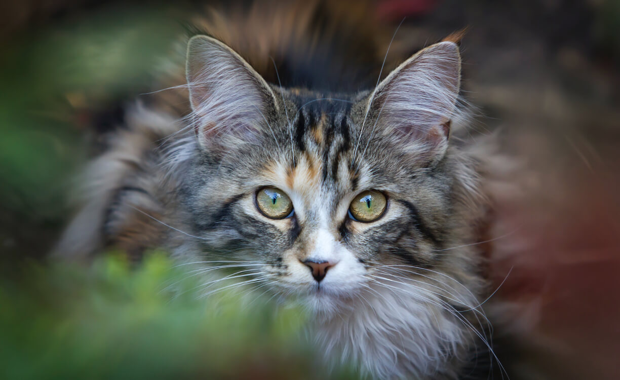 Prints and Patterns: Adding Playful Elements to Women’s Fashion Prints and Patterns: Adding Playful Elements to Women’s Fashion