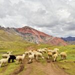 Guard Dogs Protect Sheep From Prowling Puma In First Of Its Kind Footage