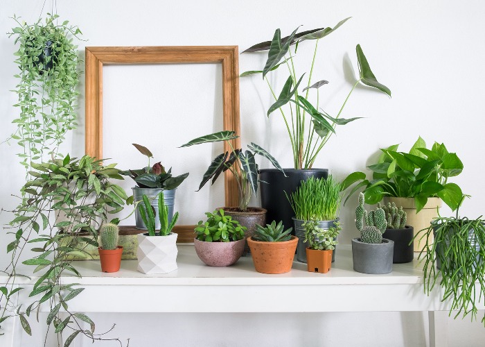 Hardy Indoor Plants : You Can’t Kill These 9 Hardy Indoor Plants