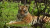 Cat 22 In Madhya Pradesh : માત્ર 8 મહિનામાં 50 માણસોના મોત, 45 વાઘના મોત.