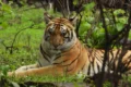 Cat 22 In Madhya Pradesh : માત્ર 8 મહિનામાં 50 માણસોના મોત, 45 વાઘના મોત.