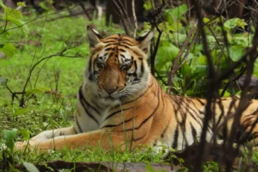 Cat 22 In Madhya Pradesh : માત્ર 8 મહિનામાં 50 માણસોના મોત, 45 વાઘના મોત.