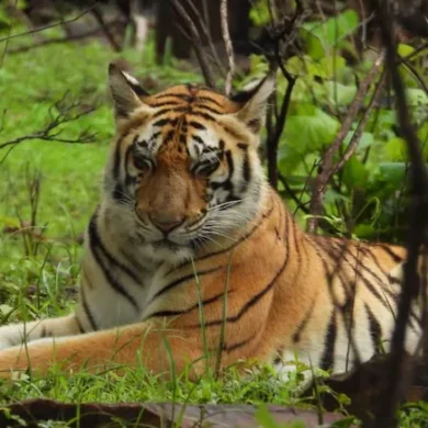 Cat 22 In Madhya Pradesh : માત્ર 8 મહિનામાં 50 માણસોના મોત, 45 વાઘના મોત.