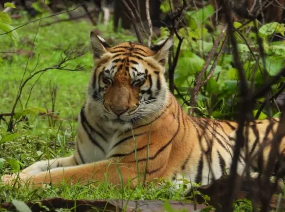 Cat 22 In Madhya Pradesh : માત્ર 8 મહિનામાં 50 માણસોના મોત, 45 વાઘના મોત.