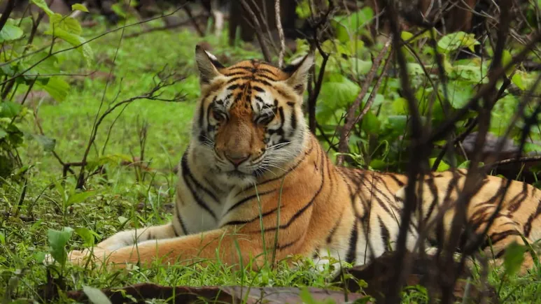 Cat 22 In Madhya Pradesh : માત્ર 8 મહિનામાં 50 માણસોના મોત, 45 વાઘના મોત. Cat 22 In Madhya Pradesh : માત્ર 8 મહિનામાં 50 માણસોના મોત, 45 વાઘના મોત.